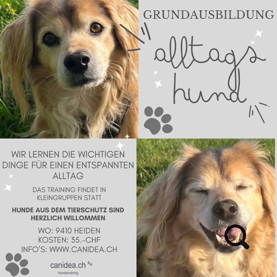 Gruppenstunden Alltags Hund