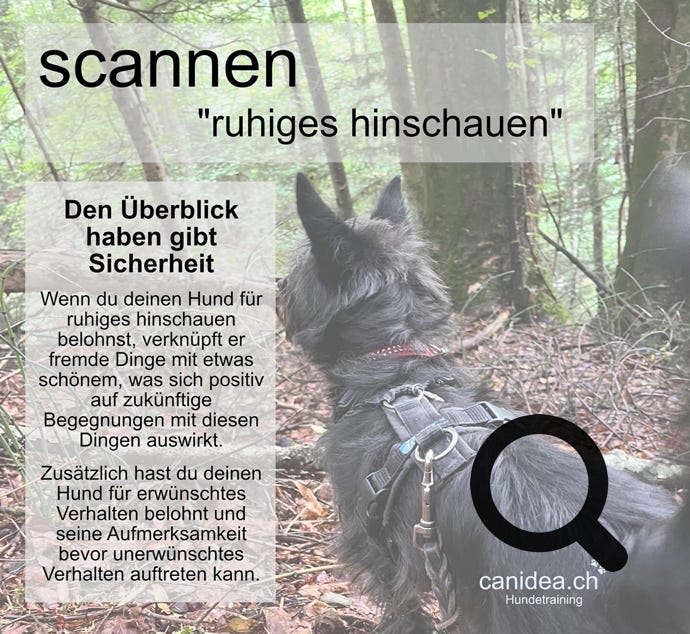 ruhiges hinschauen vom Hund fördern