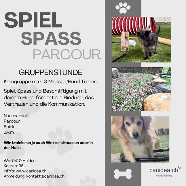 Grundausbildung Alltags Hund